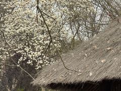 -上海滨江森林公园