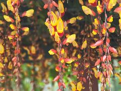 -中国科学院华南植物园
