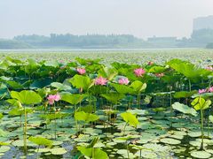 -丁香湖公园