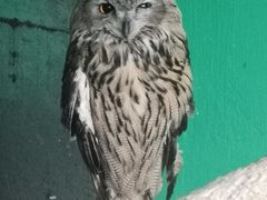 -西霞口神雕山野生动物世界