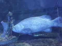 -太平洋海底世界