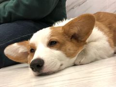 -浣熊柯尔鸭土拨鼠·电玩咖
