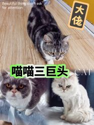 -小部落•刺青•穿孔饰品•海娜纹身
