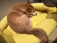 -逗柴咖啡屋·狗咖猫咖宠物桌游
