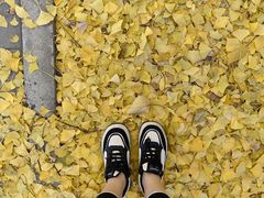 -三里屯东五街银杏大道