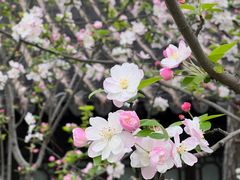 -莫愁湖公园