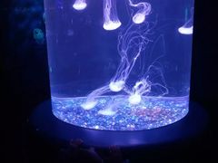 -欢乐海岸海洋奇梦馆