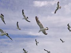 -海驴岛(荣成市)