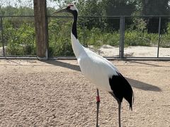 -盐城丹顶鹤湿地生态旅游区