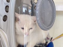 -宠颐生宠物医院·犬猫全科·皮肤科(商业街店)