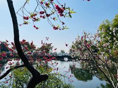 -无锡蠡湖国家湿地公园-蠡园