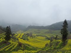 -灵山景区梯田