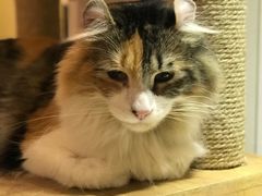 -more than meow吴止猫主题餐厅(承德 中船汇店)