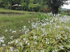 -贵阳市花溪国家城市湿地公园