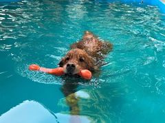 -宠爱多约克夏马尔济斯泰迪小型犬专卖