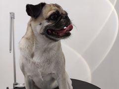 -comecome来吧宠物(奥克斯中心店)