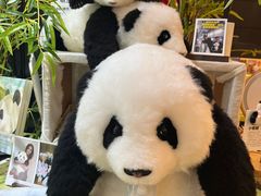 -轩客会(熊猫书店)