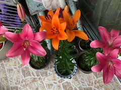 -杭州植物园
