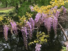 -上海共青森林公园