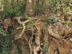 -上海佘山国家森林公园西佘山园