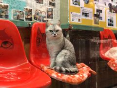 -猫咪博物馆(顶澳仔猫街店)