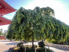 -浅草寺
