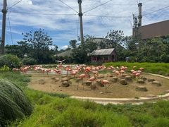 -新加坡飞禽公园