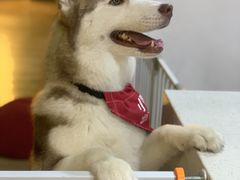 -Husky Go! 哈士奇体验馆·宠物咖啡厅狗咖