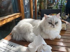 -喵屿·大理花园猫咖