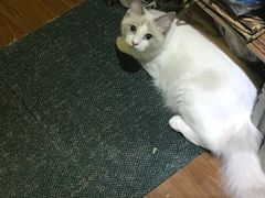 -Bastet sally猫舍购宠(静安店)