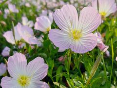 -汉长安城未央宫国家考古遗址公园