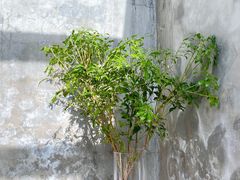 -VOYAGE COFFEE(北锣鼓巷店)