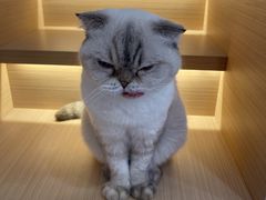 -喵园·猫主题咖啡厅·撸猫·猫咖(国贸店)