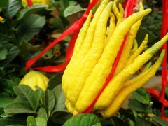 -三圣花乡旅游区