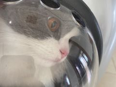 -菲丽丝宠物医院·24小时·猫科中心·免疫点(淮海分院)