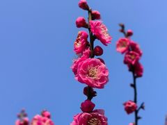 -梅花山(明孝陵内)