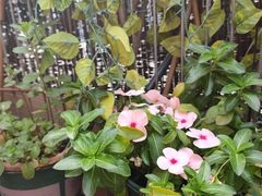 -柴犬高等学院·狗咖·柴犬售卖·宠物训练