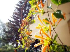 景点-桃花涧