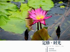-上海辰山植物园