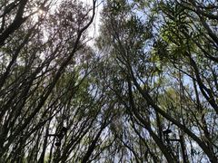 -上海吴淞炮台湾国家湿地公园
