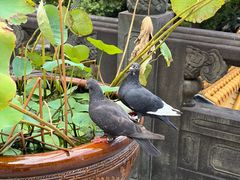 -碧桃小馆·民国宅院(西湖大道店)