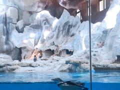 -帝企鹅自助餐厅•儿童岛•真企鹅(长隆企鹅酒店)