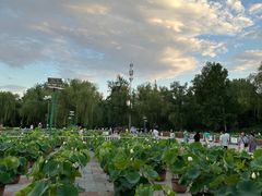 -莲花池公园