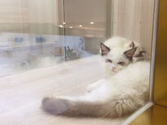 -飞行喵MR PILOT|猫舍·猫咖(静安大融城店)