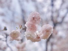 -天适樱花悠乐园