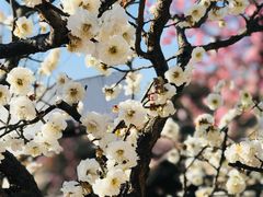 -石家庄市植物园
