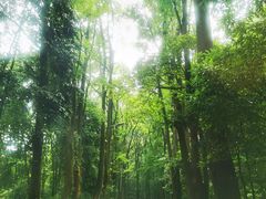 -缙云山景区