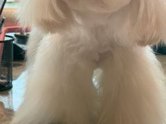 -帕帕拉兹宠物(亚洲旗舰店)