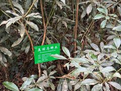 -云南屏边大围山国家公园
