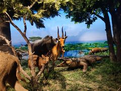 -国家自然博物馆